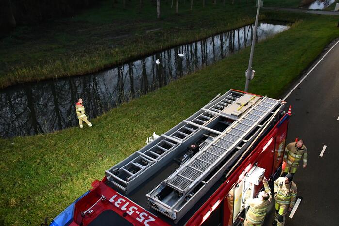 Gewonde zwaan vliegt weg na vangpoging