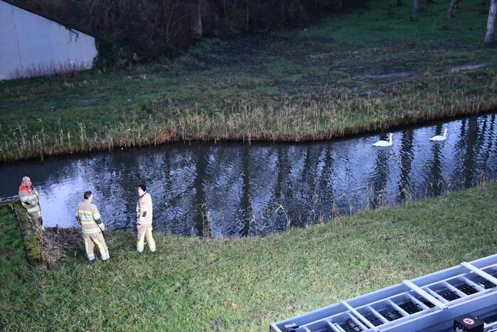 Gewonde zwaan vliegt weg na vangpoging