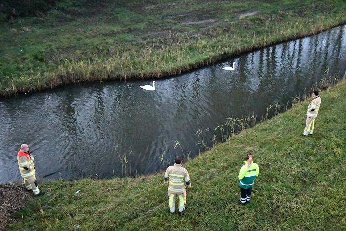 Gewonde zwaan vliegt weg na vangpoging