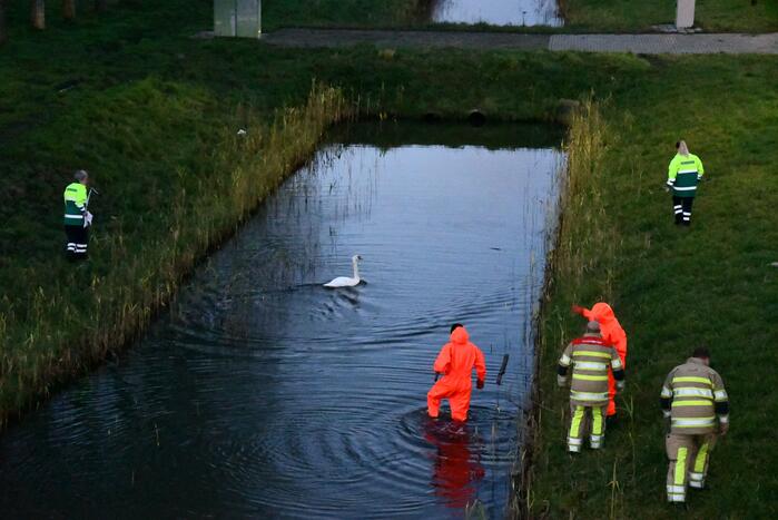 Gewonde zwaan vliegt weg na vangpoging