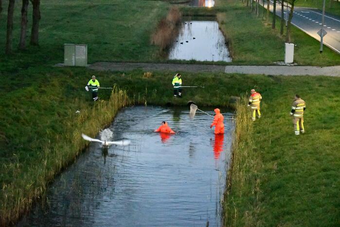 Gewonde zwaan vliegt weg na vangpoging