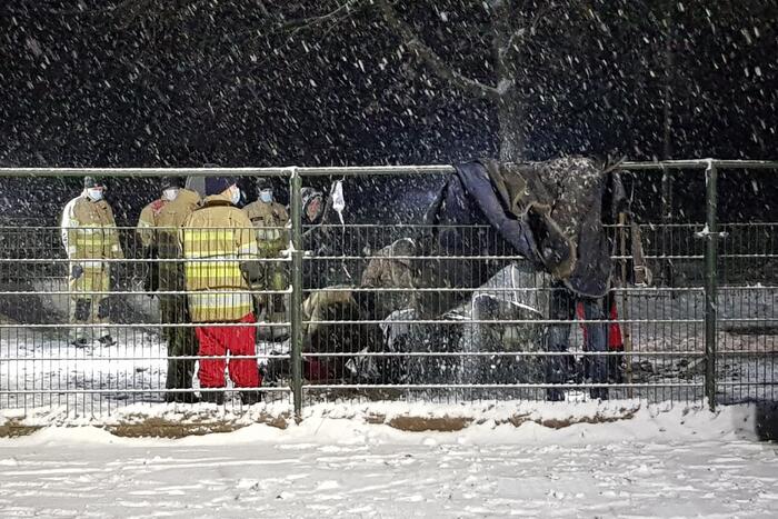 Brandweer helpt paard omhoog