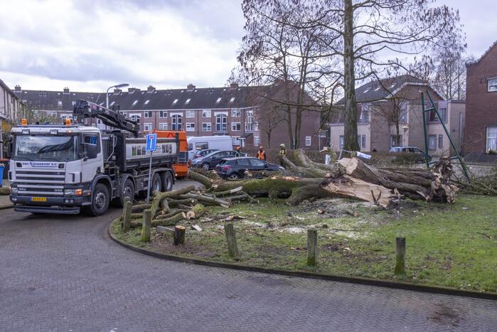 Storm Christoph verwoest monumentale kastanjeboom volledig