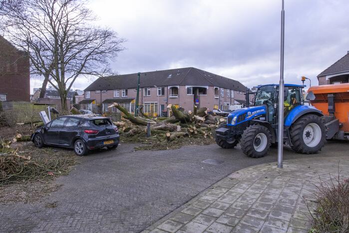 Storm Christoph verwoest monumentale kastanjeboom volledig
