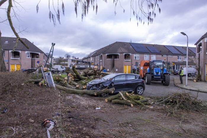 Storm Christoph verwoest monumentale kastanjeboom volledig