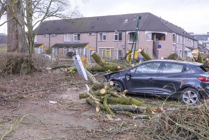 Storm Christoph verwoest monumentale kastanjeboom volledig