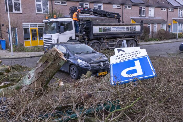 Storm Christoph verwoest monumentale kastanjeboom volledig