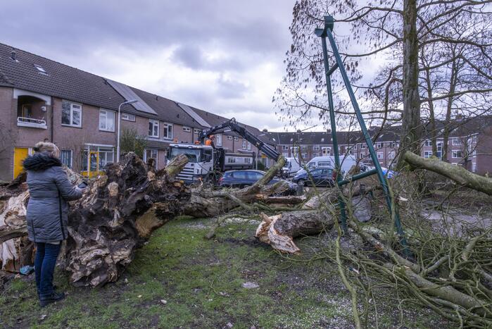 Storm Christoph verwoest monumentale kastanjeboom volledig