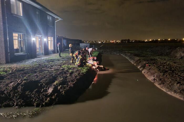 Shetlandpony raakt te water