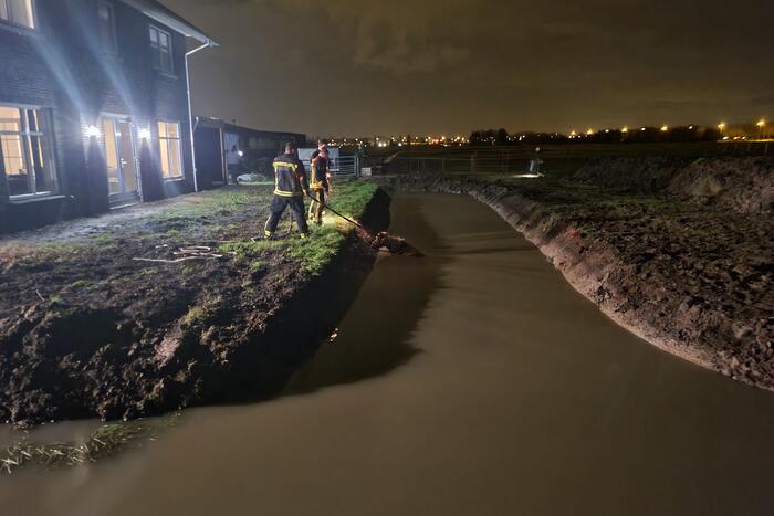 Shetlandpony raakt te water