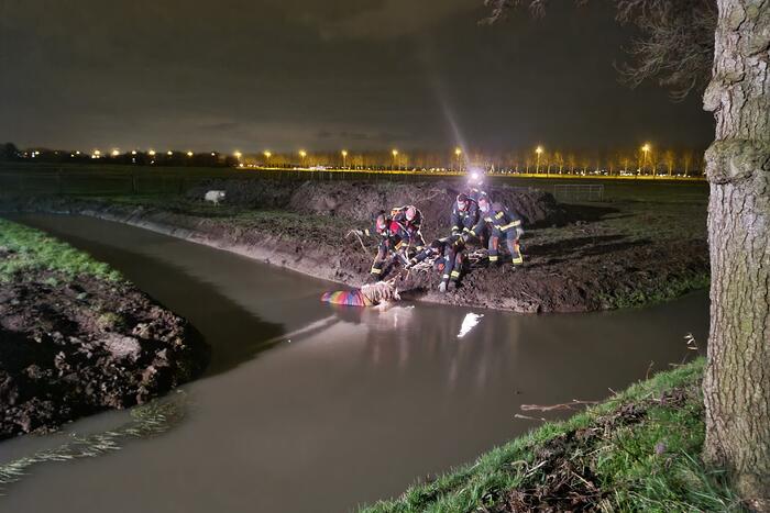 Shetlandpony raakt te water