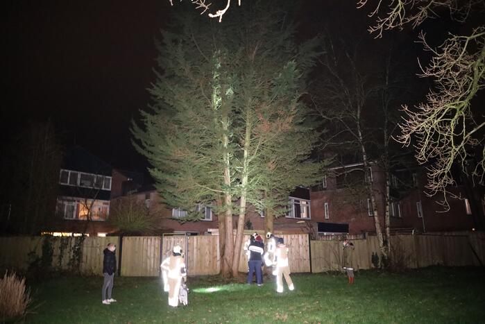 Kat springt uit boom bij reddingspoging