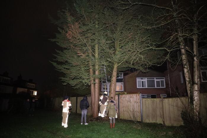 Kat springt uit boom bij reddingspoging