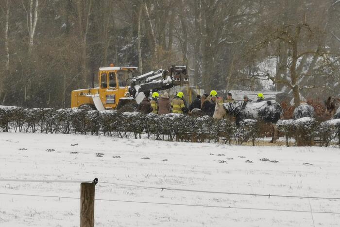 Bulldozer zet paard weer op zijn benen