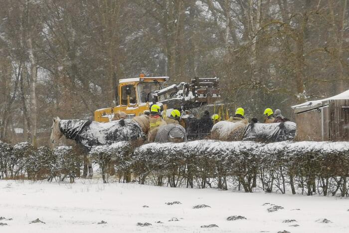 Bulldozer zet paard weer op zijn benen