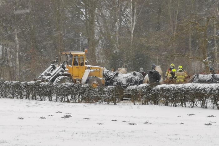 Bulldozer zet paard weer op zijn benen