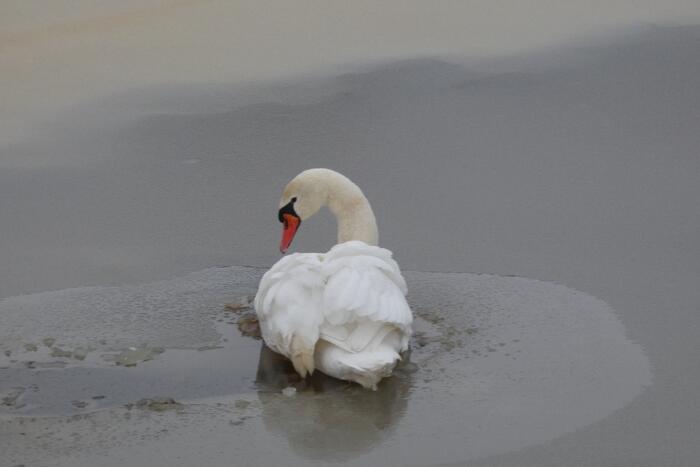 Zwaan vastgevroren op het ijs