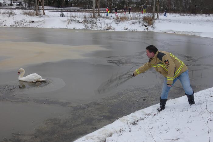 Zwaan vastgevroren op het ijs