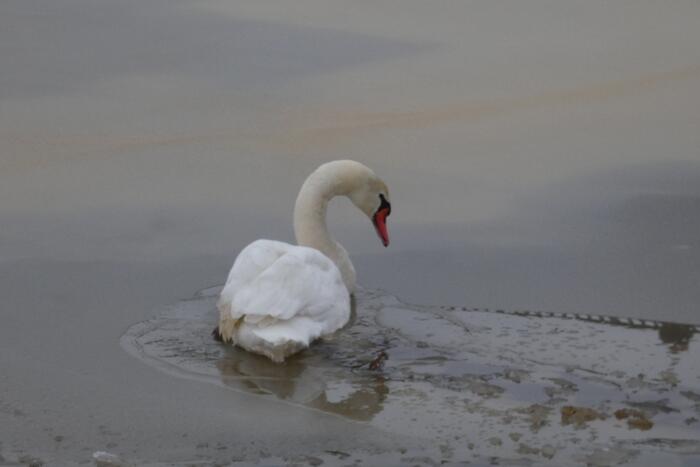 Zwaan vastgevroren op het ijs