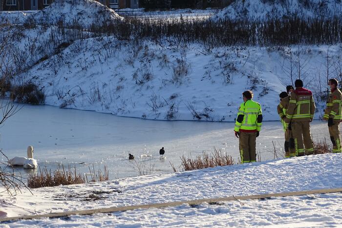 Zwaan vast op ijs