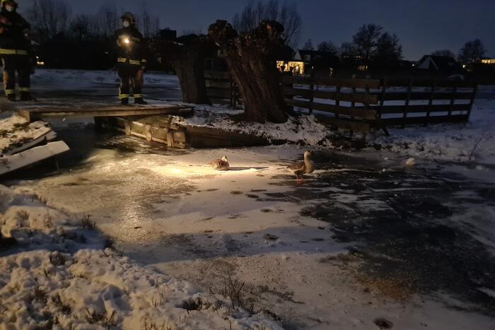 Buurtbewoner belt brandweer voor vermoedelijk vastzittende gans