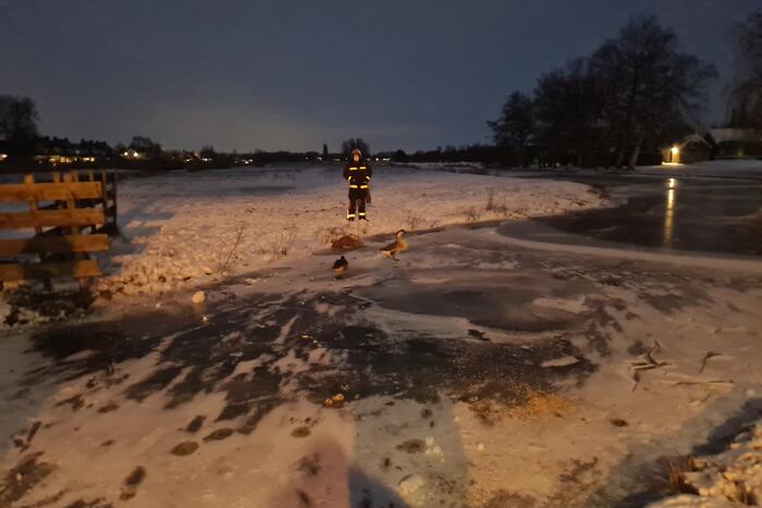 Buurtbewoner belt brandweer voor vermoedelijk vastzittende gans