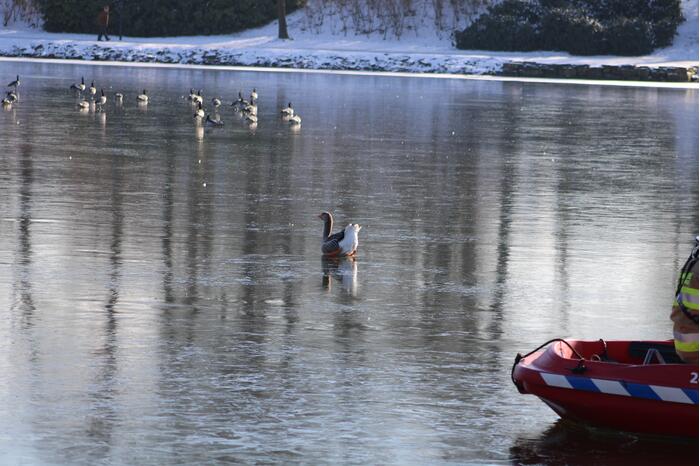 Grauwe gans vast op Eendjesvijver Vijverpark