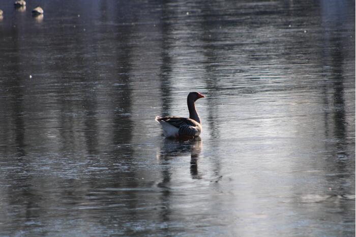 Grauwe gans vast op Eendjesvijver Vijverpark