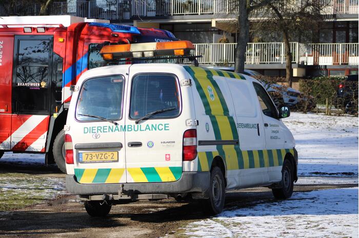 Grauwe gans vast op Eendjesvijver Vijverpark