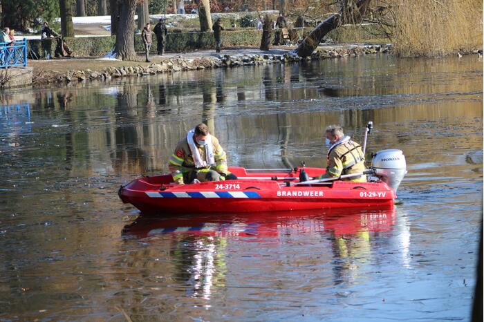 Grauwe gans vast op Eendjesvijver Vijverpark