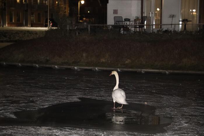 Brandweer ingezet voor zwaan vast op ijs