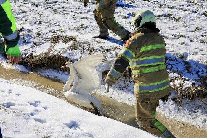 Natuurfotograaf vindt vastgevroren zwaan