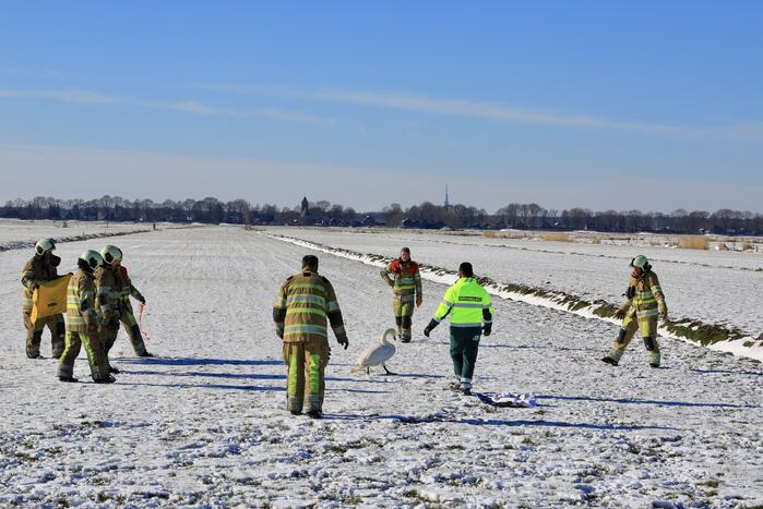 Natuurfotograaf vindt vastgevroren zwaan