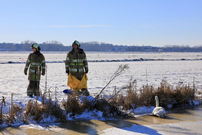 Natuurfotograaf vindt vastgevroren zwaan