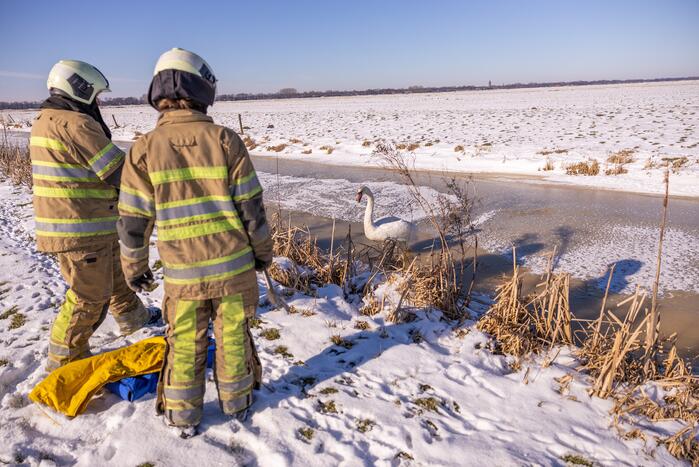 Natuurfotograaf vindt vastgevroren zwaan