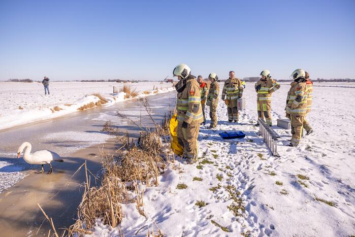 Natuurfotograaf vindt vastgevroren zwaan