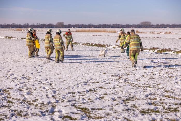 Natuurfotograaf vindt vastgevroren zwaan