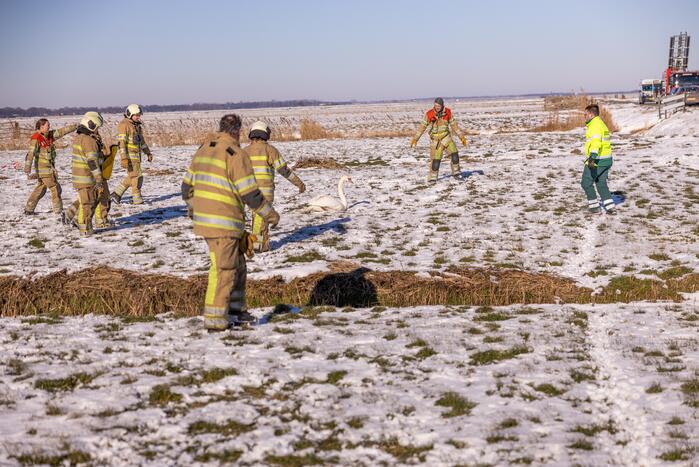 Natuurfotograaf vindt vastgevroren zwaan