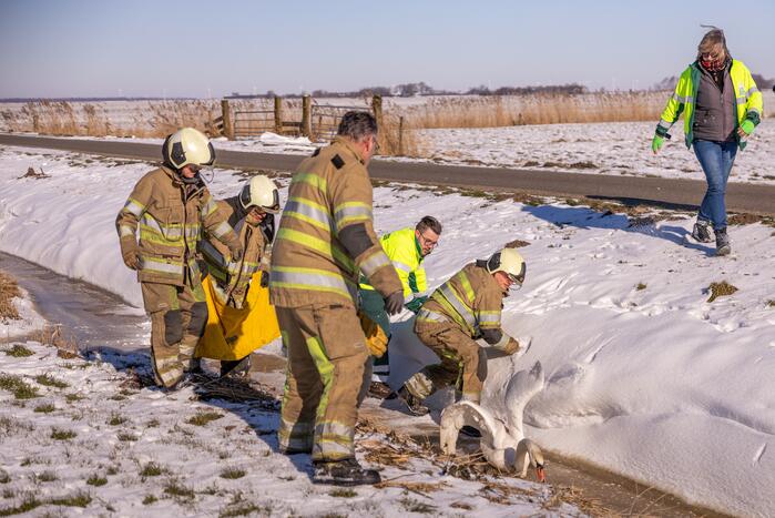Natuurfotograaf vindt vastgevroren zwaan