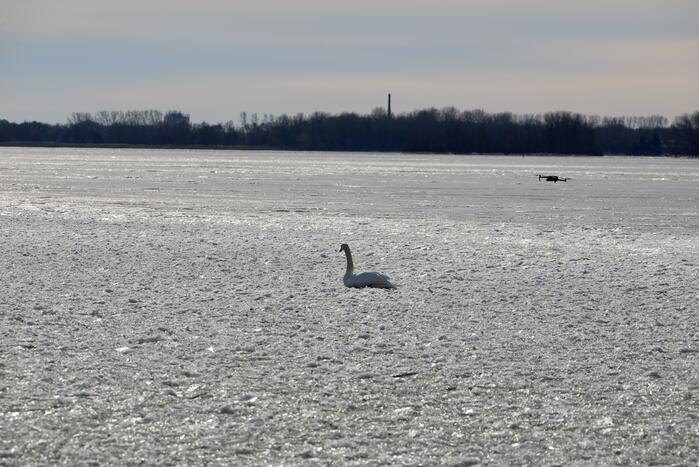 Twee vastzittende zwanen met drone bevrijdt