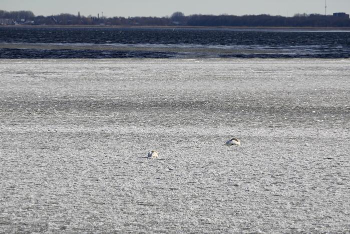 Twee vastzittende zwanen met drone bevrijdt