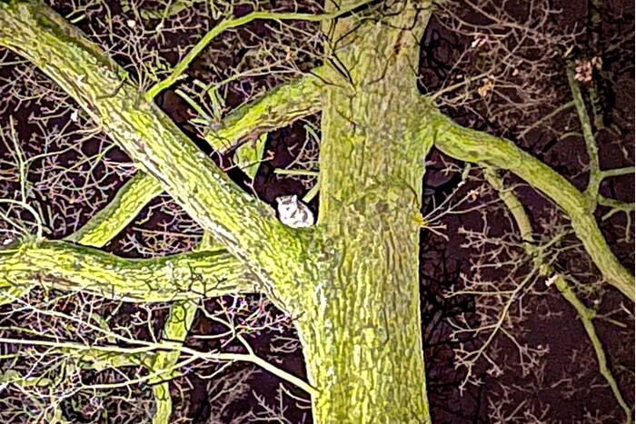 Kat door brandweer uit de boom gehaald