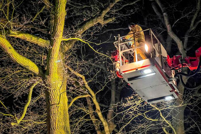 Kat door brandweer uit de boom gehaald
