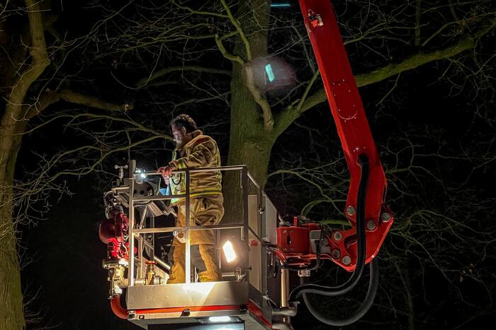 Kat door brandweer uit de boom gehaald