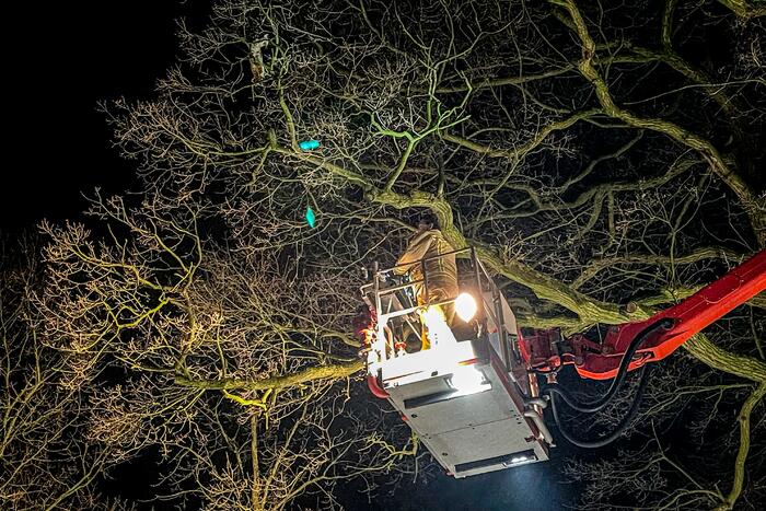 Kat door brandweer uit de boom gehaald