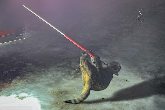 Kat door brandweer uit de boom gehaald