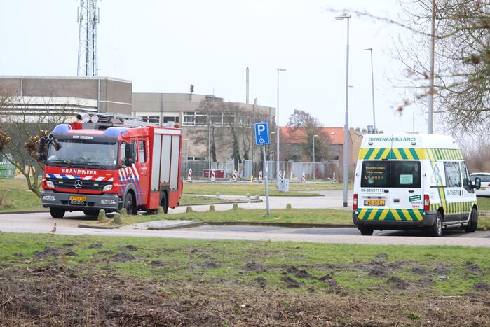 Dode reiger door brandweer uit het Rehorstpark gehaald