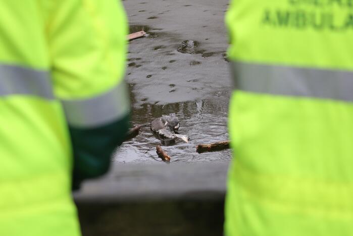Dode reiger door brandweer uit het Rehorstpark gehaald