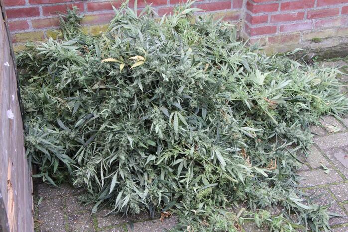 Hennepkwekerij ontdekt bij inval Finesse Exclusive Lounge