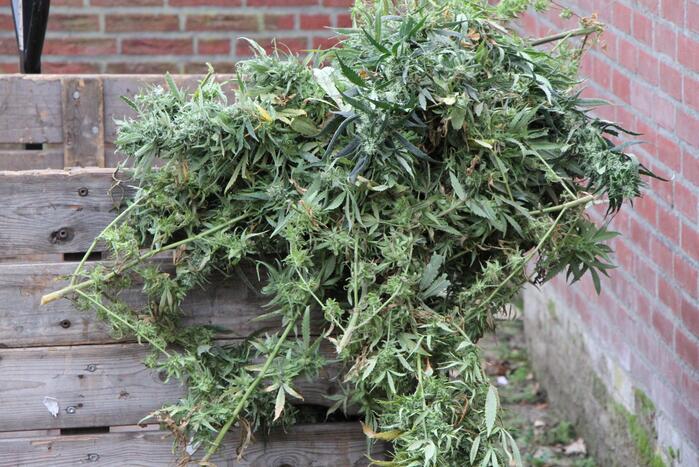 Hennepkwekerij ontdekt bij inval Finesse Exclusive Lounge